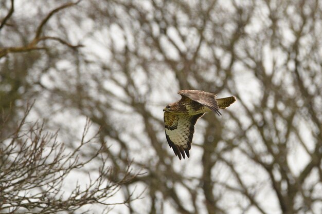 Foto lage hoek van een vliegende vogel