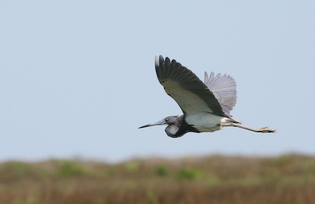 Foto lage hoek van een vliegende vogel