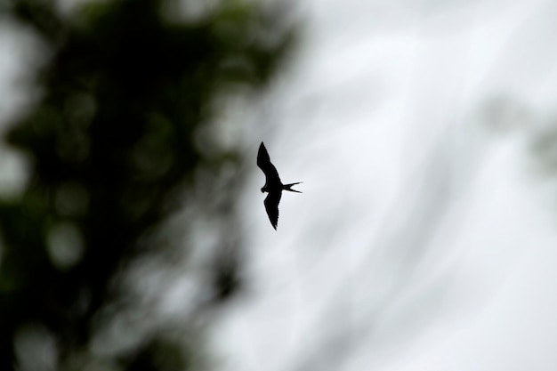 Foto lage hoek van een vliegtuig dat in de lucht vliegt