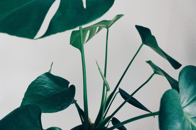 Lage hoek van een vlinder op een plant tegen de lucht