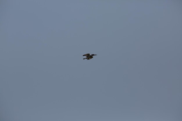 Foto lage hoek van een vogel die in de lucht vliegt