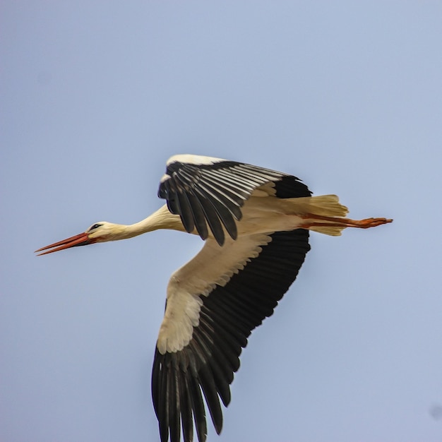 Foto lage hoek van een vogel die in de lucht vliegt