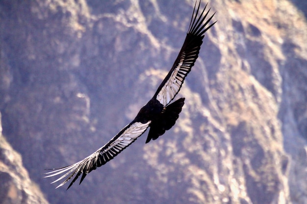 Foto lage hoek van een vogel die in de lucht vliegt