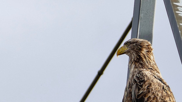 Lage hoek van een vogel die op de lucht zit