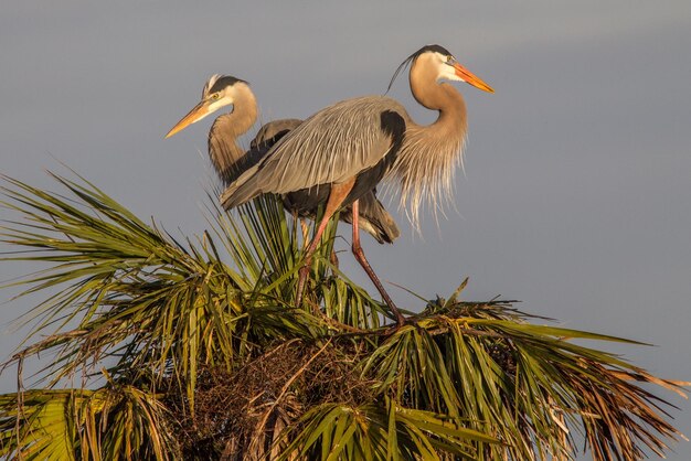 Lage hoek van een vogel die op een blad zit