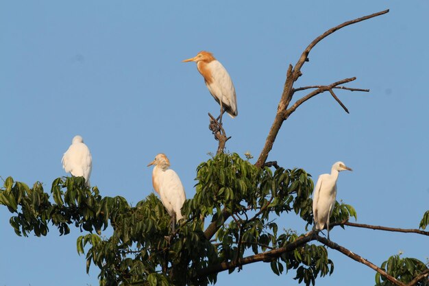 Lage hoek van een vogel die op een boom zit tegen de blauwe lucht