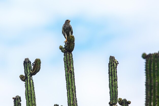 Foto lage hoek van een vogel die op een boom zit tegen de lucht