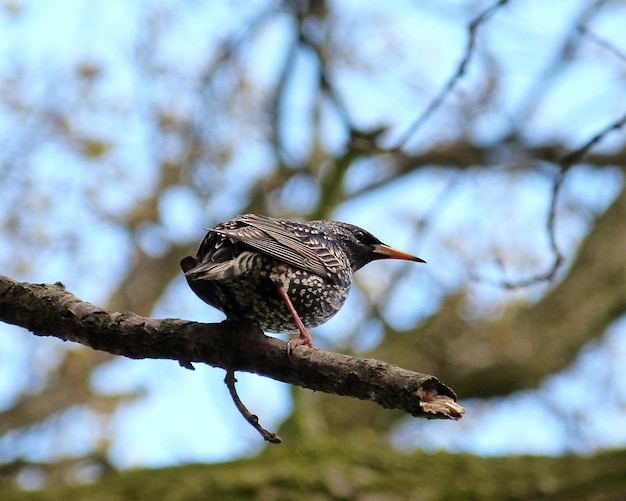 Lage hoek van een vogel die op een boom zit tegen de lucht