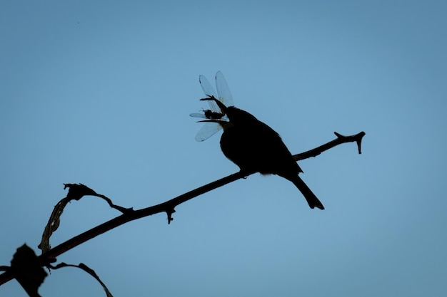 Lage hoek van een vogel die op een boom zit tegen een heldere lucht