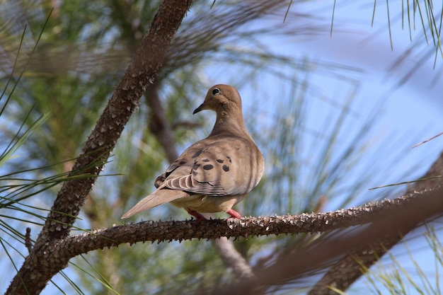 Foto lage hoek van een vogel die op een boom zit