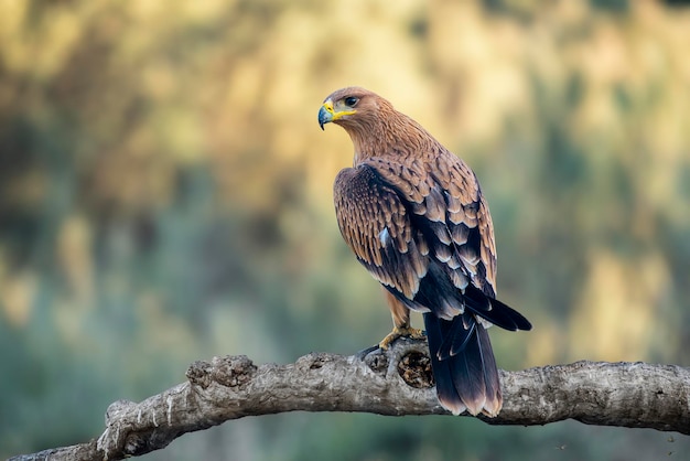 Foto lage hoek van een vogel die op een boom zit