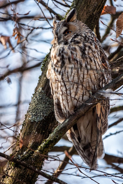 Foto lage hoek van een vogel die op een boom zit