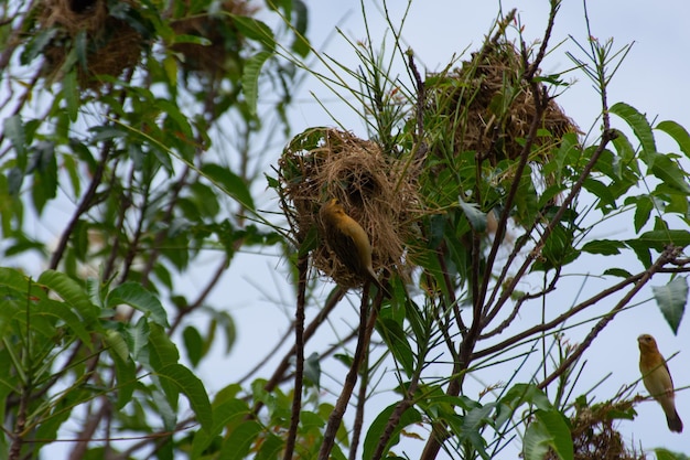 Lage hoek van een vogel die op een boom zit
