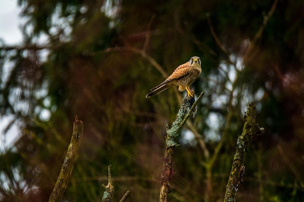 Lage hoek van een vogel die op een boom zit