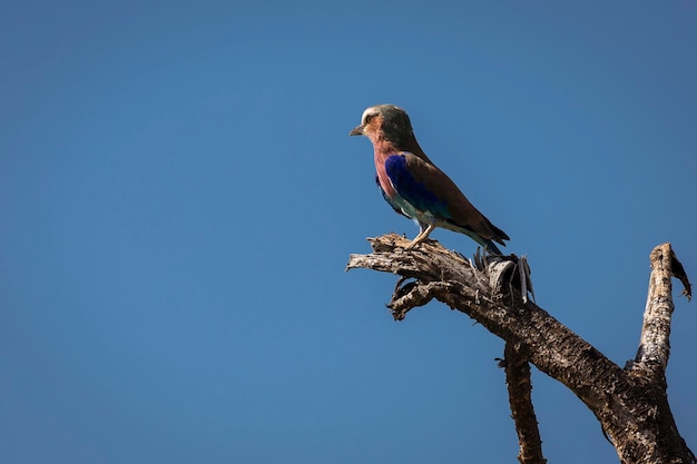 Lage hoek van een vogel die op een boom zit