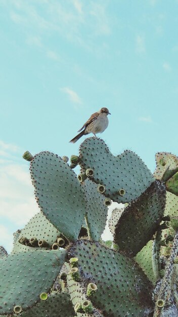 Foto lage hoek van een vogel die op een cactus zit tegen de lucht