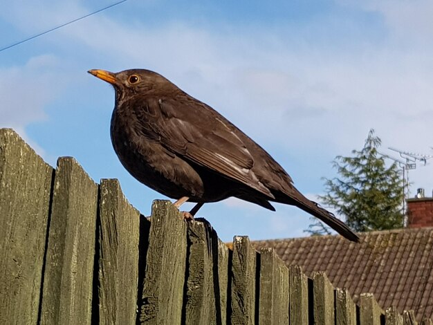 Foto lage hoek van een vogel die op een houten paal zit tegenover een hemelstruis