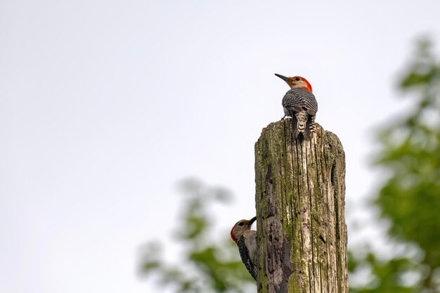 Lage hoek van een vogel die op een houten paal zit