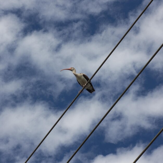 Foto lage hoek van een vogel die op een kabel tegen de lucht zit