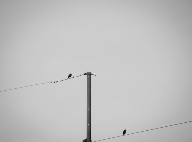 Lage hoek van een vogel die op een kabel tegen de lucht zit