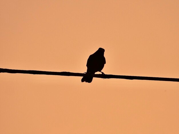 Foto lage hoek van een vogel die op een kabel tegen de lucht zit