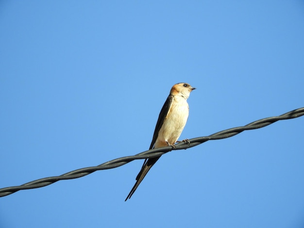 Lage hoek van een vogel die op een kabel zit tegen een heldere blauwe lucht