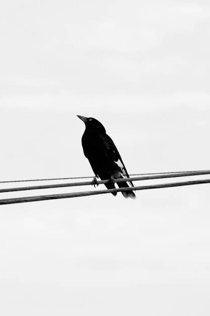 Lage hoek van een vogel die op een kabel zit tegen een heldere hemel