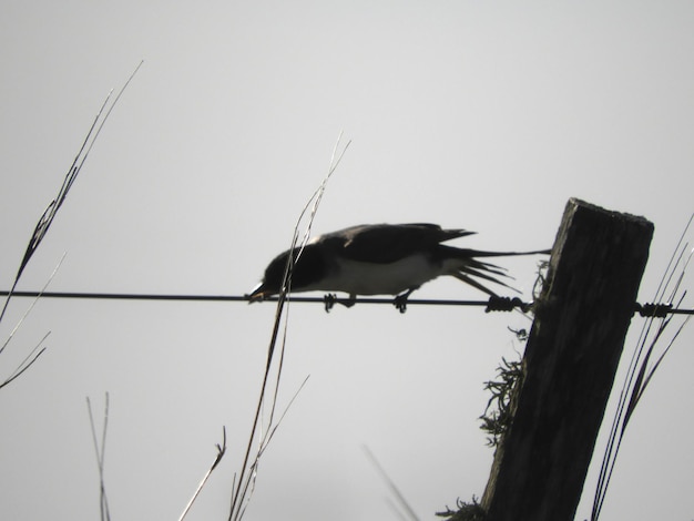 Lage hoek van een vogel die op een kabel zit tegen een heldere lucht