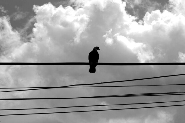 Foto lage hoek van een vogel die op een kabel zit