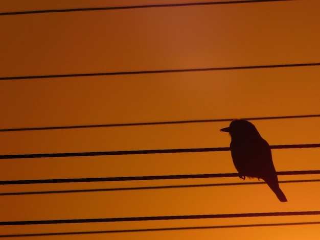 Foto lage hoek van een vogel die op een oranje zonsondergang zit