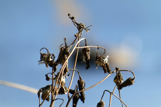 Foto lage hoek van een vogel die op een plant zit tegen de lucht