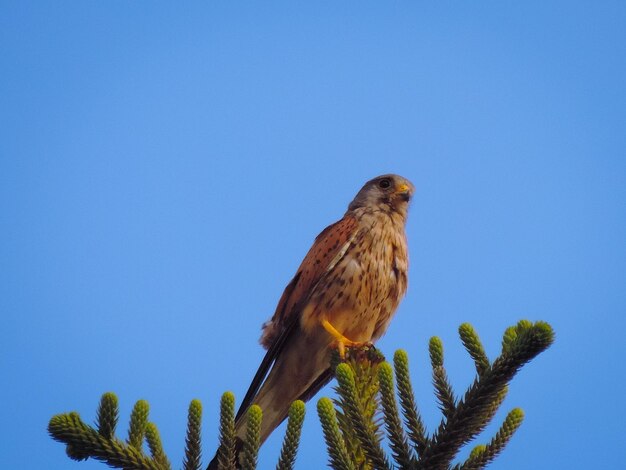 Lage hoek van een vogel die op een plant zit tegen een blauwe lucht