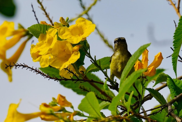 Foto lage hoek van een vogel die op een plant zit