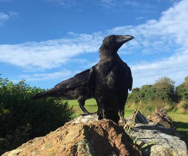 Foto lage hoek van een vogel die op een rots tegen de lucht zit