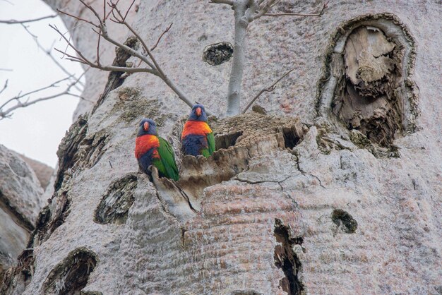 Foto lage hoek van een vogel die op een rots zit