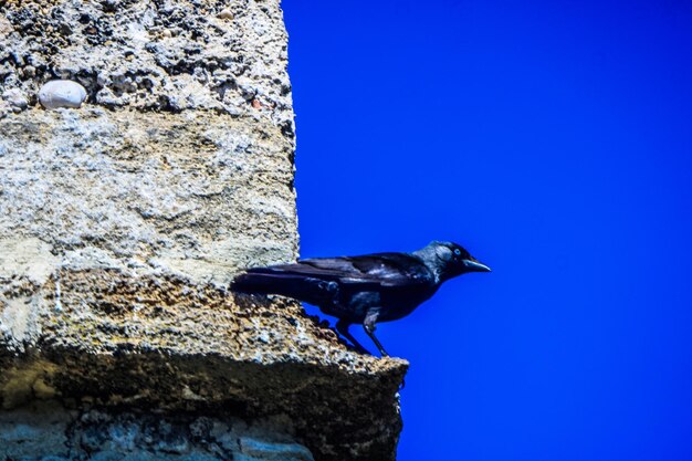 Foto lage hoek van een vogel die op een rots zit