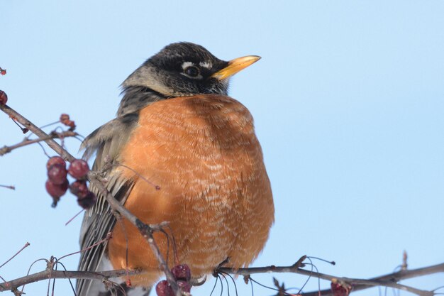 Foto lage hoek van een vogel die op een tak tegen de lucht zit