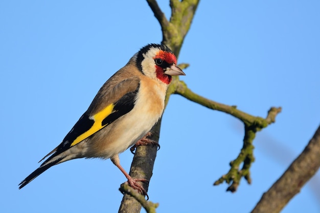 Lage hoek van een vogel die op een tak zit tegen een heldere blauwe hemel