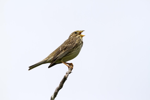 Foto lage hoek van een vogel die op een tak zit tegen een heldere lucht