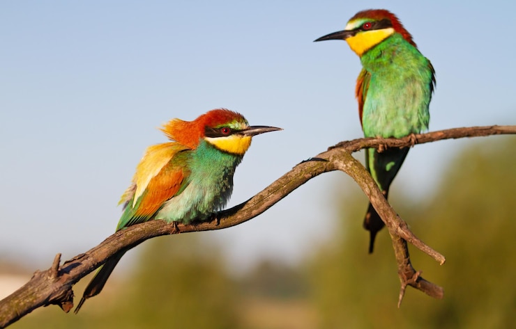 Foto lage hoek van een vogel die op een tak zit