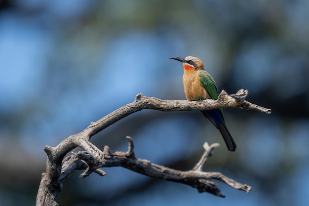 Lage hoek van een vogel die op een tak zit