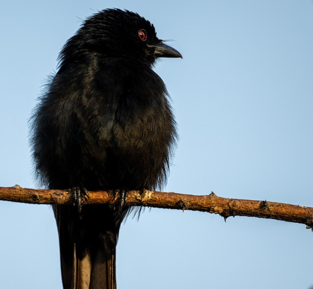 Lage hoek van een vogel die op een tak zit