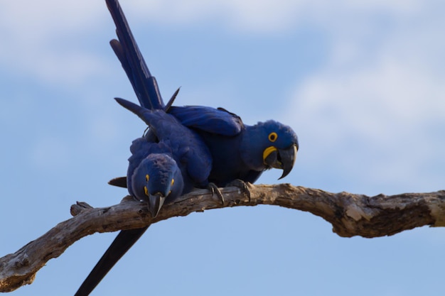 Lage hoek van een vogel die op een tak zit