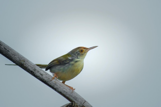 Lage hoek van een vogel die op een tak zit