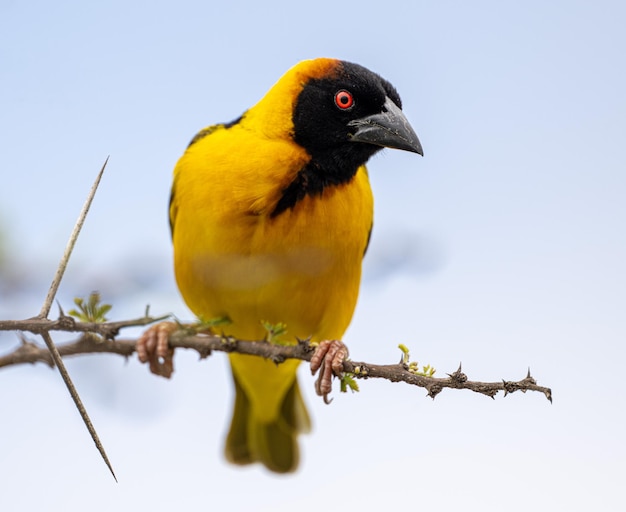 Lage hoek van een vogel die op een tak zit