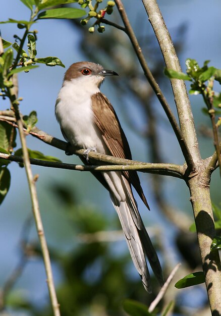 Lage hoek van een vogel die op een tak zit