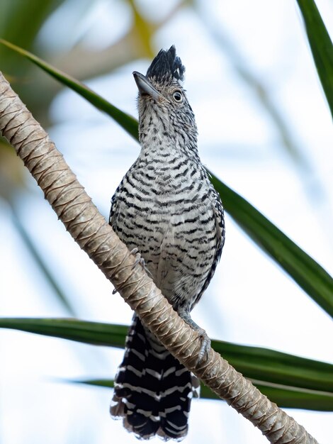 Foto lage hoek van een vogel die op een tak zit