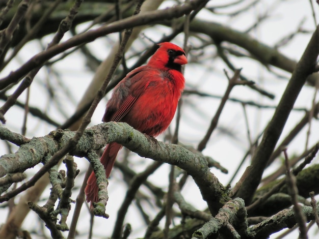 Lage hoek van een vogel die op een tak zit