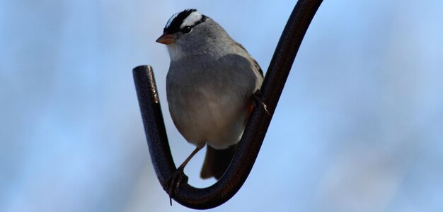 Lage hoek van een vogel die op een tak zit