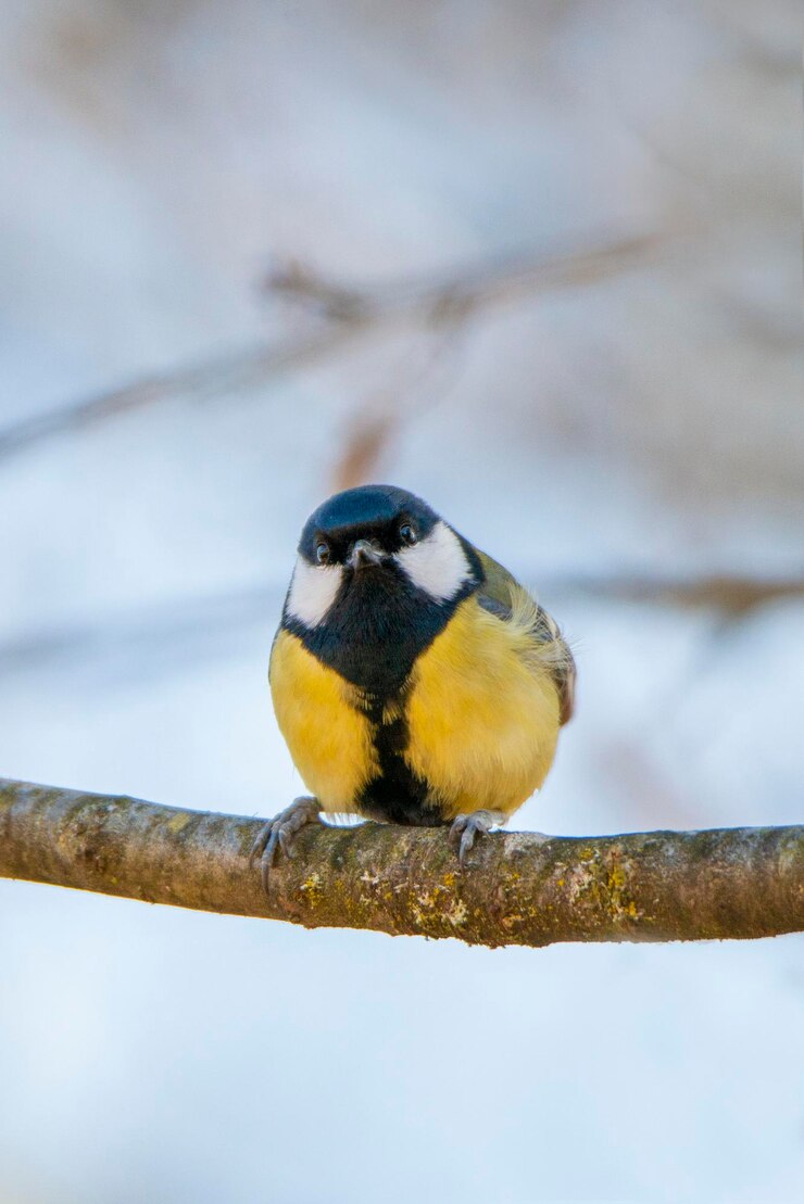 Foto lage hoek van een vogel die op een tak zit